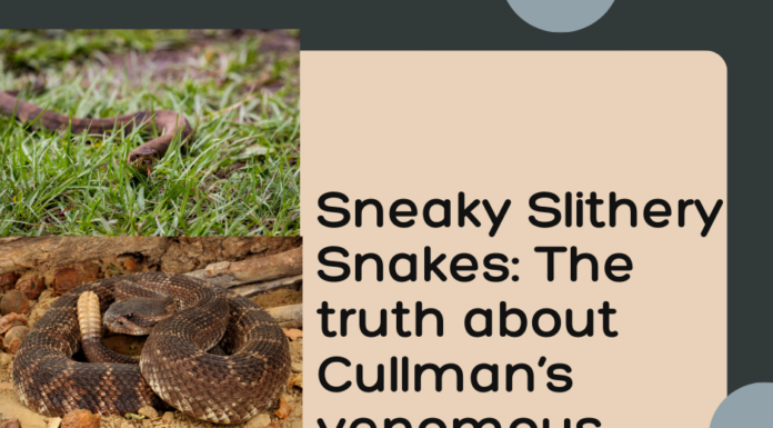 Sneaky snakes: The good, the bad and the misconceptions