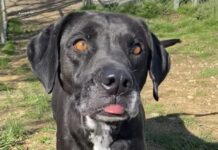 Pet of the week: Meet Frosty Blue