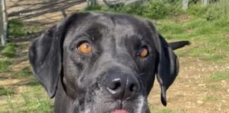 Pet of the week: Meet Frosty Blue