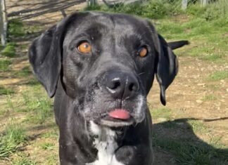 Pet of the week: Meet Frosty Blue