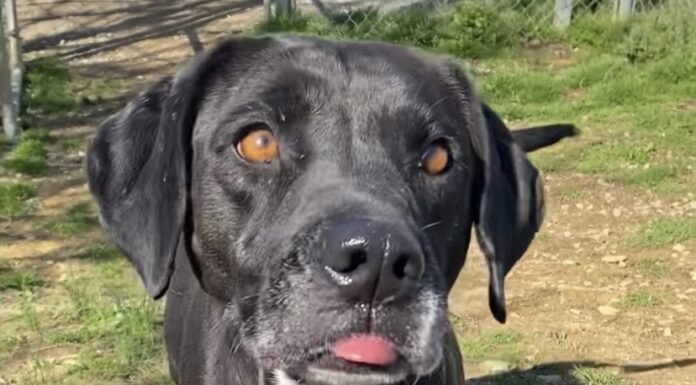 Pet of the week: Meet Frosty Blue