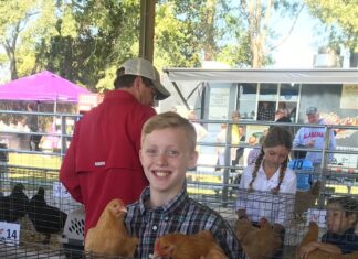 Cullman County 4-H holding signups for Cullman Chicken Project