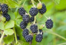 ACES: Selecting the right blackberry cultivar for your landscape