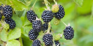 ACES: Selecting the right blackberry cultivar for your landscape