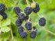 ACES: Selecting the right blackberry cultivar for your landscape