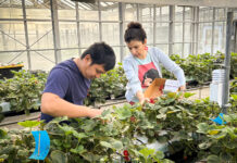 Auburn research examines feasibility of hydroponic strawberry production