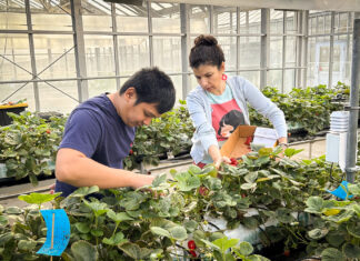 Auburn research examines feasibility of hydroponic strawberry production