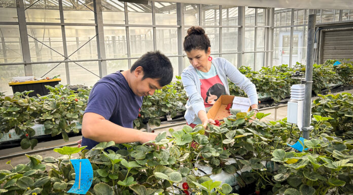 Auburn research examines feasibility of hydroponic strawberry production