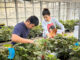 Auburn research examines feasibility of hydroponic strawberry production