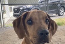 Pet of the week: Here’s your chance, Fancy