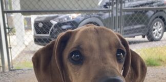 Pet of the week: Here’s your chance, Fancy