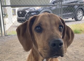 Pet of the week: Here’s your chance, Fancy