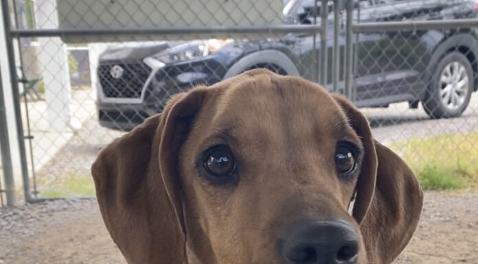 Pet of the week: Here’s your chance, Fancy