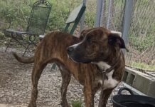 Pet of the week: Meet ‘otterly adorable’ Otter