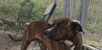 Pet of the week: Meet ‘otterly adorable’ Otter