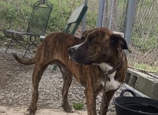 Pet of the week: Meet ‘otterly adorable’ Otter