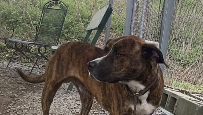 Pet of the week: Meet ‘otterly adorable’ Otter