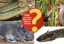 ACES: Can you name these 4 Alabama animals?