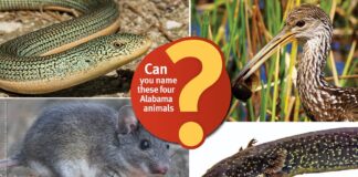 ACES: Can you name these 4 Alabama animals?