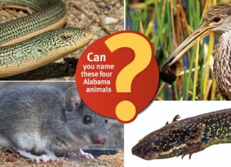 ACES: Can you name these 4 Alabama animals?