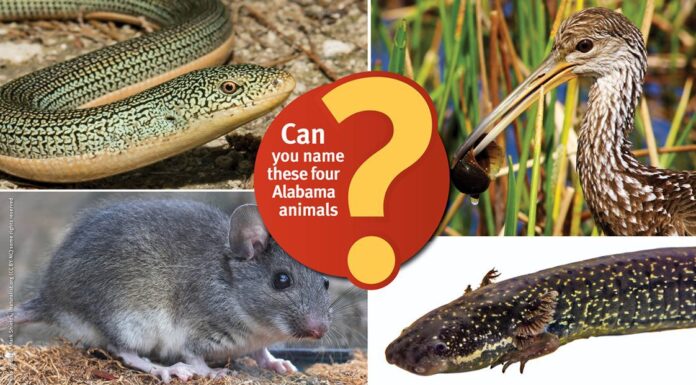 ACES: Can you name these 4 Alabama animals?