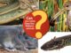 ACES: Can you name these 4 Alabama animals?
