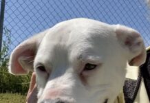 Pet of the week: Easy, breezy Weezie