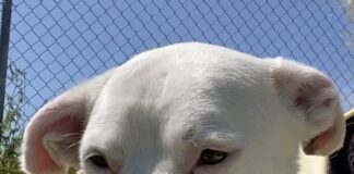 Pet of the week: Easy, breezy Weezie