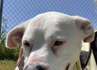 Pet of the week: Easy, breezy Weezie