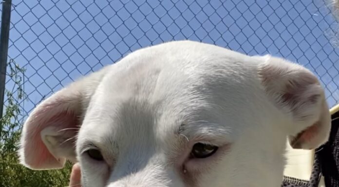 Pet of the week: Easy, breezy Weezie