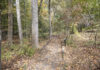 Sportsman Lake Park lands on Alabama Birding Trails