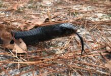 ADCNR: Eastern indigo release adds 40 to Conecuh National Forest