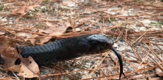 ADCNR: Eastern indigo release adds 40 to Conecuh National Forest
