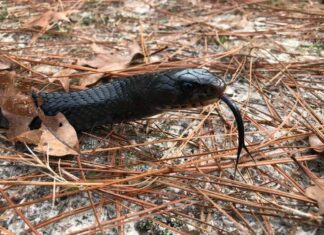 ADCNR: Eastern indigo release adds 40 to Conecuh National Forest
