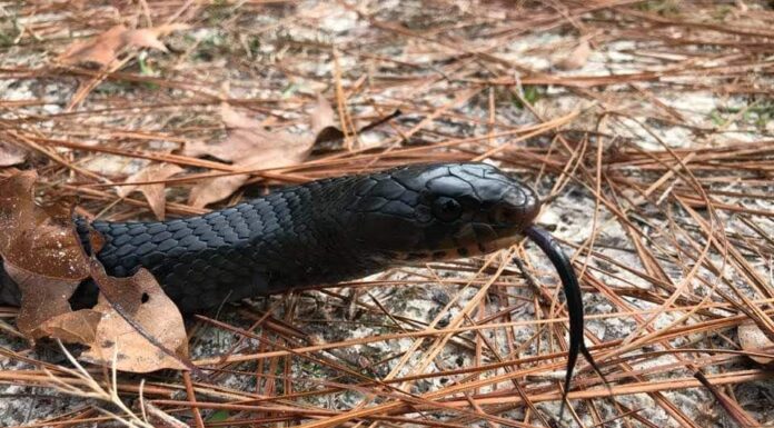 ADCNR: Eastern indigo release adds 40 to Conecuh National Forest