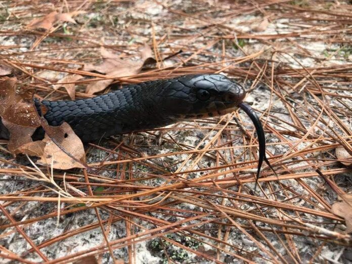 1-Eastern Indigo Snake