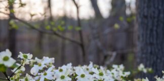 The decline of the flowering dogwood