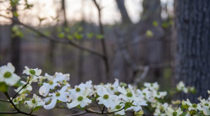 The decline of the flowering dogwood