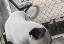 Pet of the week: Toby, the gentle giant