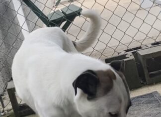 Pet of the week: Toby, the gentle giant