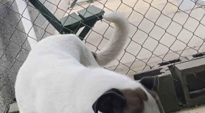 Pet of the week: Toby, the gentle giant