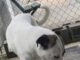 Pet of the week: Toby, the gentle giant