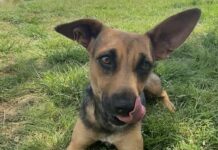 Pet of the week: Sweet Tulip