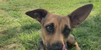 Pet of the week: Sweet Tulip