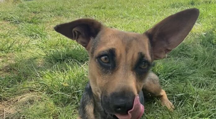 Pet of the week: Sweet Tulip