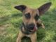 Pet of the week: Sweet Tulip