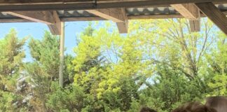 Swingin’ seniors turn out for Alabama Strawberry Festival Senior Day