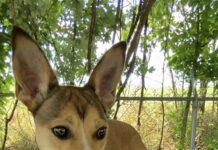 Pet of the week: Taste the rainbow with Skittles