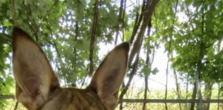 Pet of the week: Taste the rainbow with Skittles