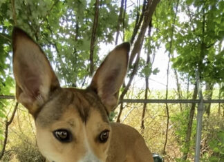 Pet of the week: Taste the rainbow with Skittles